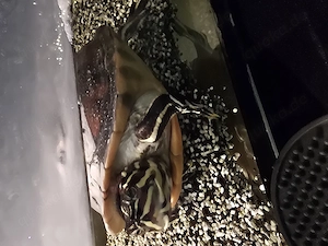 Gelbwangen-schmuckschildkröte