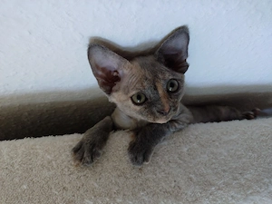Devon Rex Mädchen 