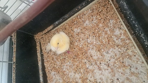 Kanarienvögel zu verkaufen 