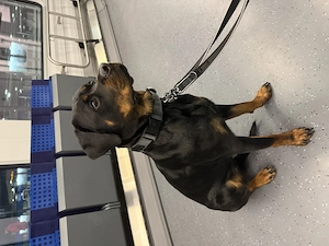  Amara   junge, liebevolle Rottweiler-Hündin sucht ihr Für-immer-Zuhause 