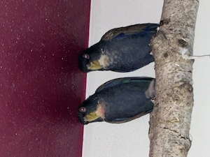 Handzahme Glanzflügel Papageien 