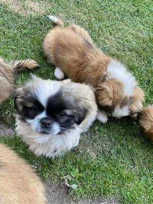 welpen suchen ein neues zuhause 