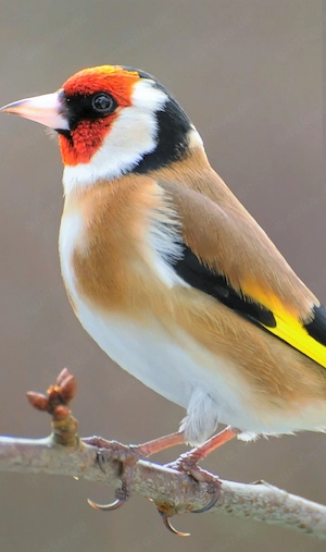 suche Europäische stieglitze 1.1