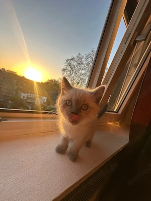Katzen suchen ein neues Zuhause zum Kuscheln und Spielen   