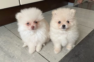 Pomeranian Zwergspitz Welpe 