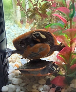 Rotspitzkopfschildkröten