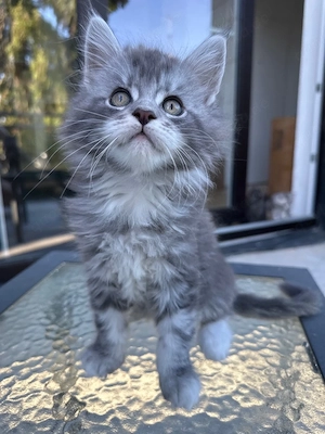 Main-Coon Kätzchen