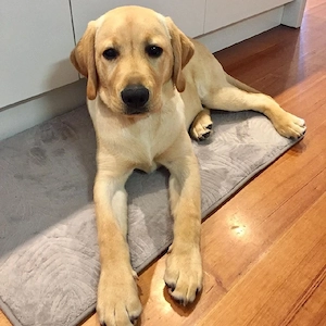 Labrador Hündin