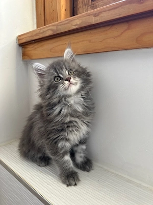 Main-Coon Kätzchen