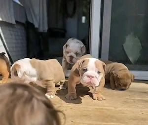 Englische Bulldoggenwelpen 