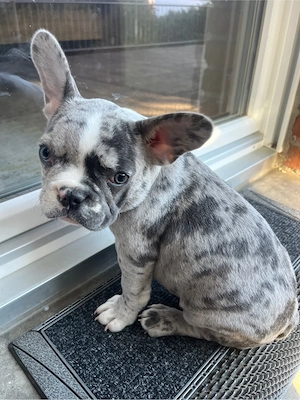     Französische Bulldogge Welpe 