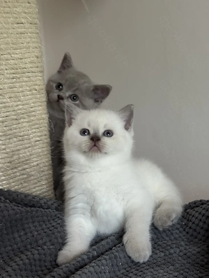 Britisch Kurzhaar Kätzchen   BKH Kitten