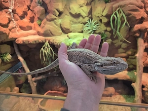 Bartagame mit Terrarium 