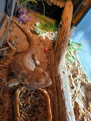 Bartagamen  1 Weibchen und 1 Rötliches Mänchen  