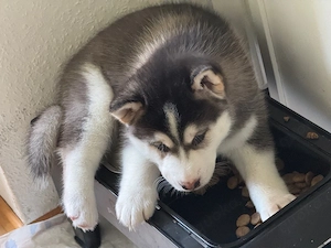 Welpen Shiba Husky