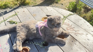 süße Katzen (ca. 2 Jahre alt) suchen ein neues Zuhause