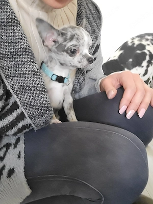 Wunderschöner Chihuahua Welpe (Rüde, blue merle) liebevoll aufgezogen Bild 6