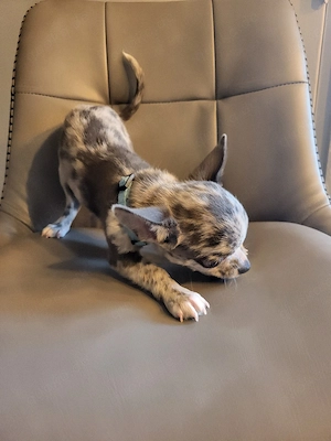 Wunderschöner Chihuahua Welpe (Rüde, blue merle) liebevoll aufgezogen Bild 7