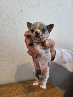 Wunderschöner Chihuahua Welpe (Rüde, blue merle) liebevoll aufgezogen Bild 5