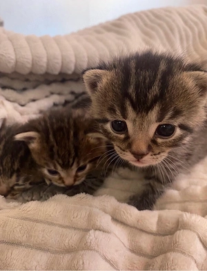 3 süße Kitten abzugeben (1 Weibchen, 2 Männchen)   Europäisch Kurzhaar (EKH)