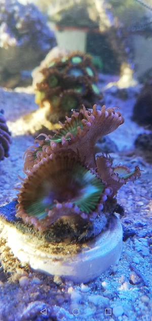 Meerwasser Palythoa Grandis Zoanthus 