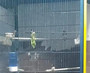 Stieglitze abzugeben 