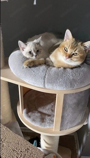 BKH britisch kurzhaar Paar 