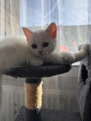 2 süße Katzenbabys
