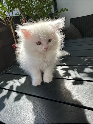 Perser Kitten 