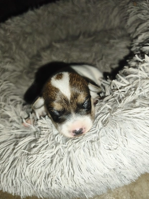 Jack Russel, Parson, Glatthaar 