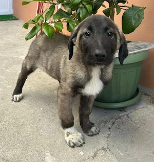 Doro - Aufpasserin sucht Zuhause! RESERVIERT  Bild 2
