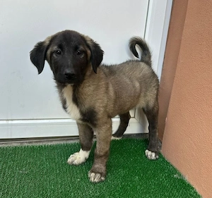 Doro - Aufpasserin sucht Zuhause! RESERVIERT  Bild 3