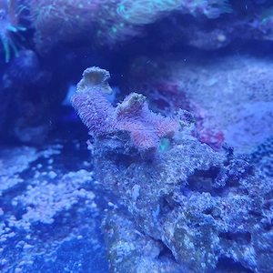 Meerwasser kleiner kaktus ableger