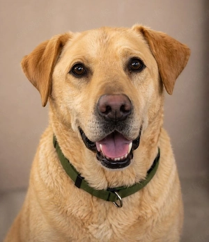 Max - Sucht sein Happyend!