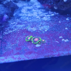 Meerwasser zoa ableger