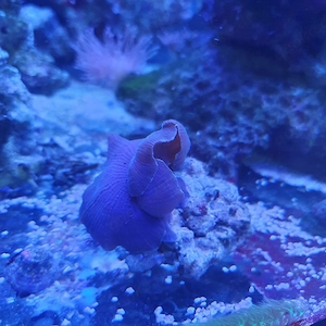 Meerwasser lila scheibe