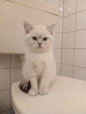 Wunderschöner BKH Kater Silver Shaded mit blauen Augen   verspielt und menschenbezogen