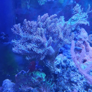 Meerwasser kenia baum 