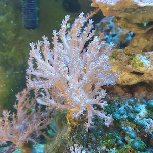 Meerwasser kenia baum