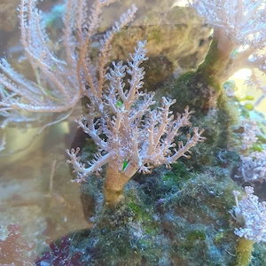 Meerwasser kenia baum 