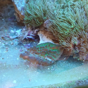 Meerwasser steinkoralle klein