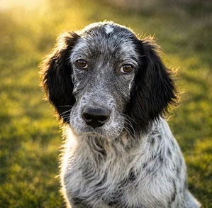 Dante - Setter will ankommen!