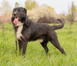 Kalle - sucht Menschen zum anlächeln!