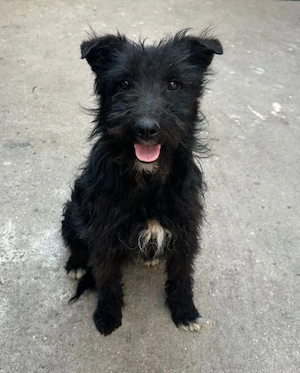 Nero - schwarzes Schaf in Hundeformat! RESERVIERT 