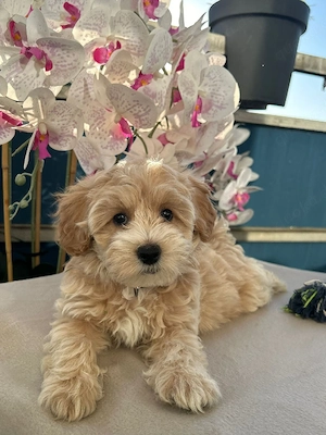 maltipoo welben 