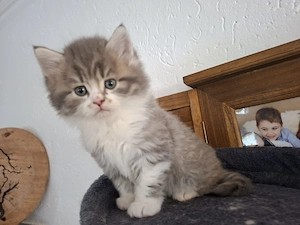 Süßer Britisch Langhaar Kater
