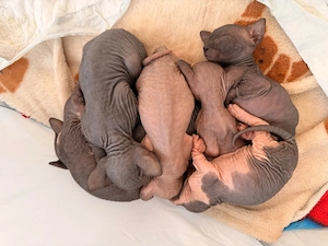 Sphynx Kitten