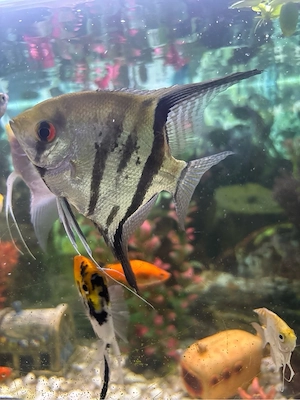 XL Skalar Zuchtpärchen