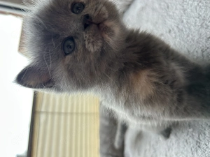  Babykatzen zuverkaufen