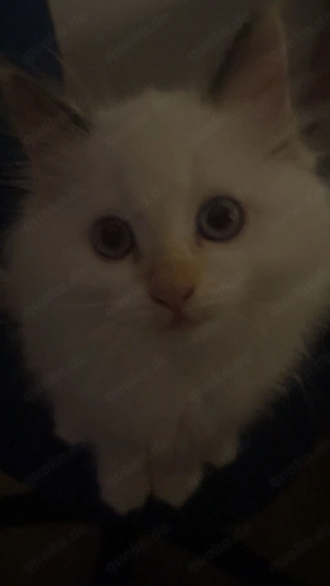 Ragdoll britisch Kurzhaar kitten
